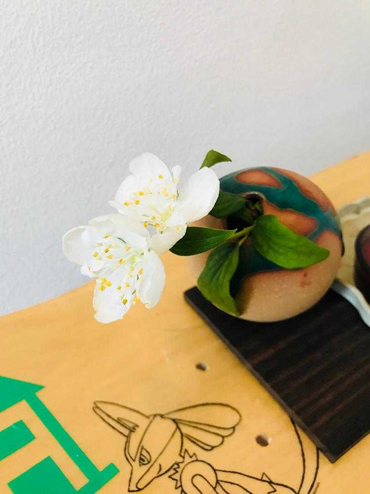猫を避けつつ玄関から階段室の花を生け替え Greensnap グリーンスナップ 猫を避けつつ玄関から階段室の花を生け替え Greensnap グリーンスナップ