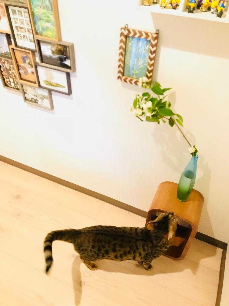 猫を避けつつ玄関から階段室の花を生け替え Greensnap グリーンスナップ 猫を避けつつ玄関から階段室の花を生け替え Greensnap グリーンスナップ