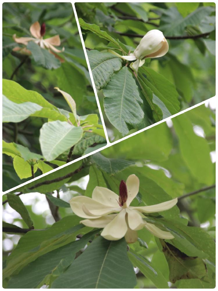 ホウバの投稿画像 By Moon Freakさん 朴の木の花とホオノキと六甲高山植物園 18月5月30日 Greensnap グリーンスナップ