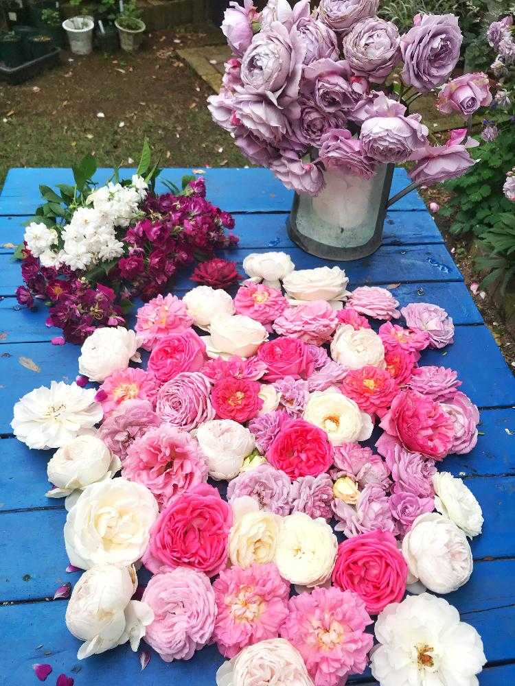 ななちち亭🌹2018🌹pic出し忘れ集｜🍀GreenSnap（グリーンスナップ）