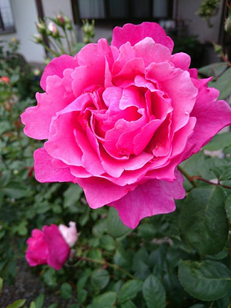 薔薇 アライブの投稿画像 By Sawaさん この姿と癒される と嬉しいと自慢のバラコンテスト18とガーデニングと花のある暮らしとバラを楽しむと咲いた 18月5月31日 Greensnap グリーンスナップ