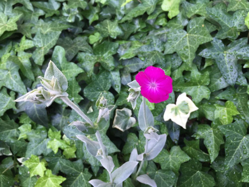 スイセンノウ フランネルソウ の投稿画像 By ゆうゆうtaichiさん ヘデラ 18月5月31日 Greensnap グリーンスナップ