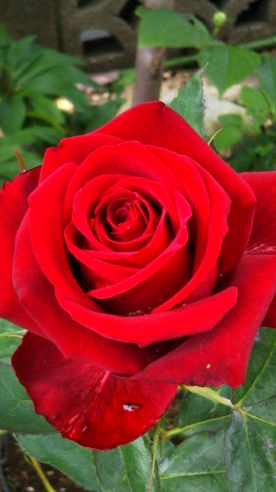 赤い薔薇 の投稿画像 By Chieko さん 素敵な薔薇 と殆ど病気薔薇吉と素敵な色と綺麗な色 と花のある暮らし 18月5月31日 Greensnap グリーンスナップ