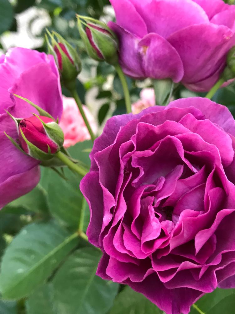 ミネルバの投稿画像 By Vogelさん ばら バラ 薔薇とコメリ出身と鉢植え 18月5月31日 Greensnap グリーンスナップ