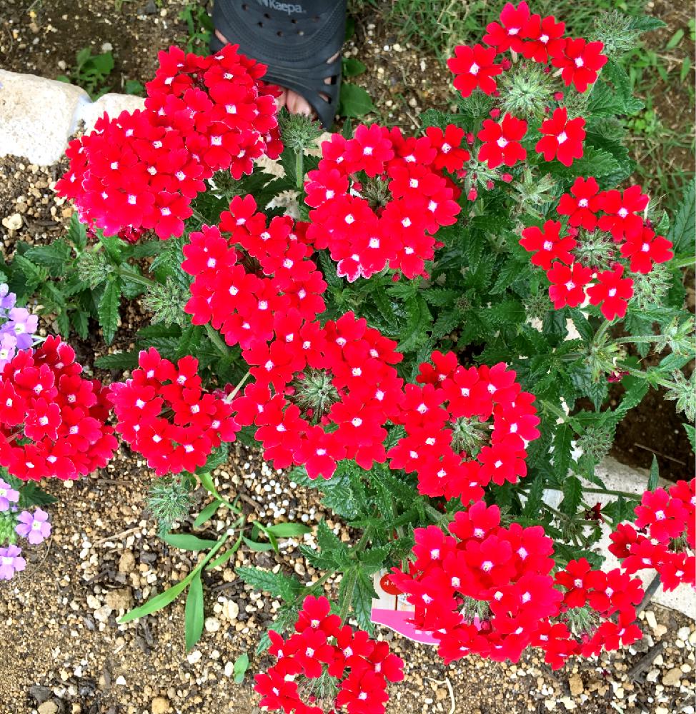庭の花の投稿画像 By ちーさん 夏の花と花のある暮らしとガーディニングと地植え 18月5月31日 Greensnap グリーンスナップ