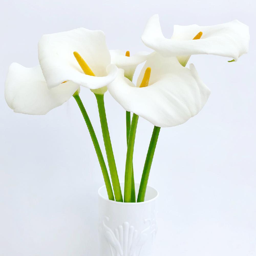 カラーの投稿画像 By Garden Lifeさん 花を飾ると花のある暮らしとお花のある生活と白い花と切り花と部屋とお花を楽しむと庭の花と花を飾ると花 のある暮らしとお花のある生活と白い花と切り花とお花を楽しむと庭の花 18月5月31日 Greensnap グリーンスナップ