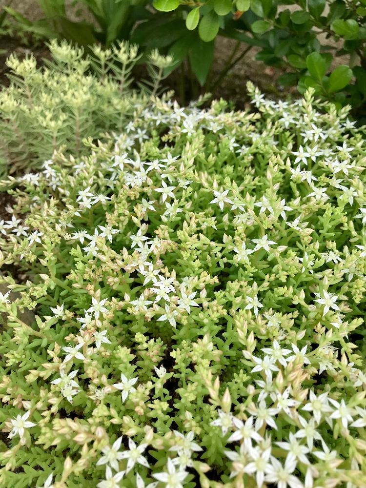 セダムの投稿画像 By Akkaさん 多肉植物とセタムパリダムと小さい花と花のある暮らしとかわいいな と星型のお花 18月5月31日 Greensnap グリーンスナップ