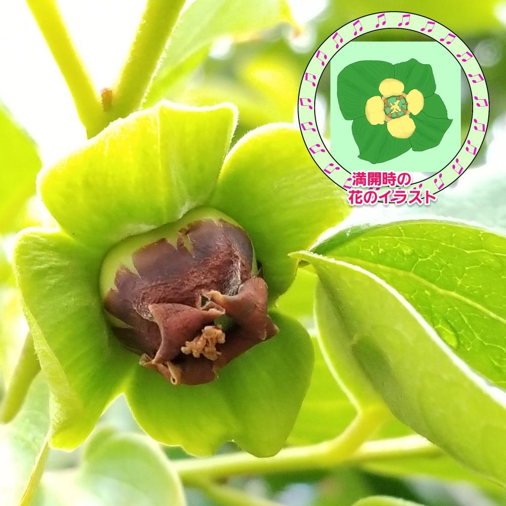 柿の花の投稿画像 By 彰さん 18月5月31日 Greensnap グリーンスナップ