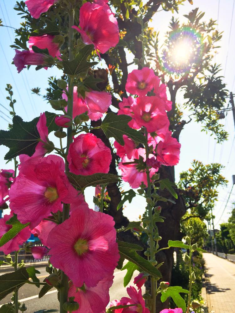 好きな花の投稿画像 By 水色ふうせんさん ピンクの花とピンク色と花壇と豆知識と今日の１枚と今日の一枚と花知識と花言葉と今日の花と赤い花 と可愛いと春の花壇と花のある暮らし 18月5月31日 Greensnap グリーンスナップ