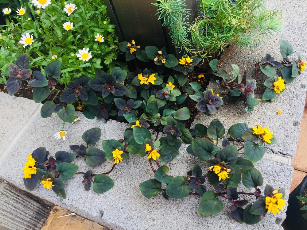 リシマキア ペルシアンチョコレートの投稿画像 By むぎさん 花のある暮らしと小さな花壇と小さな小さな庭と庭なし手作り花壇 18月5月31日 Greensnap グリーンスナップ