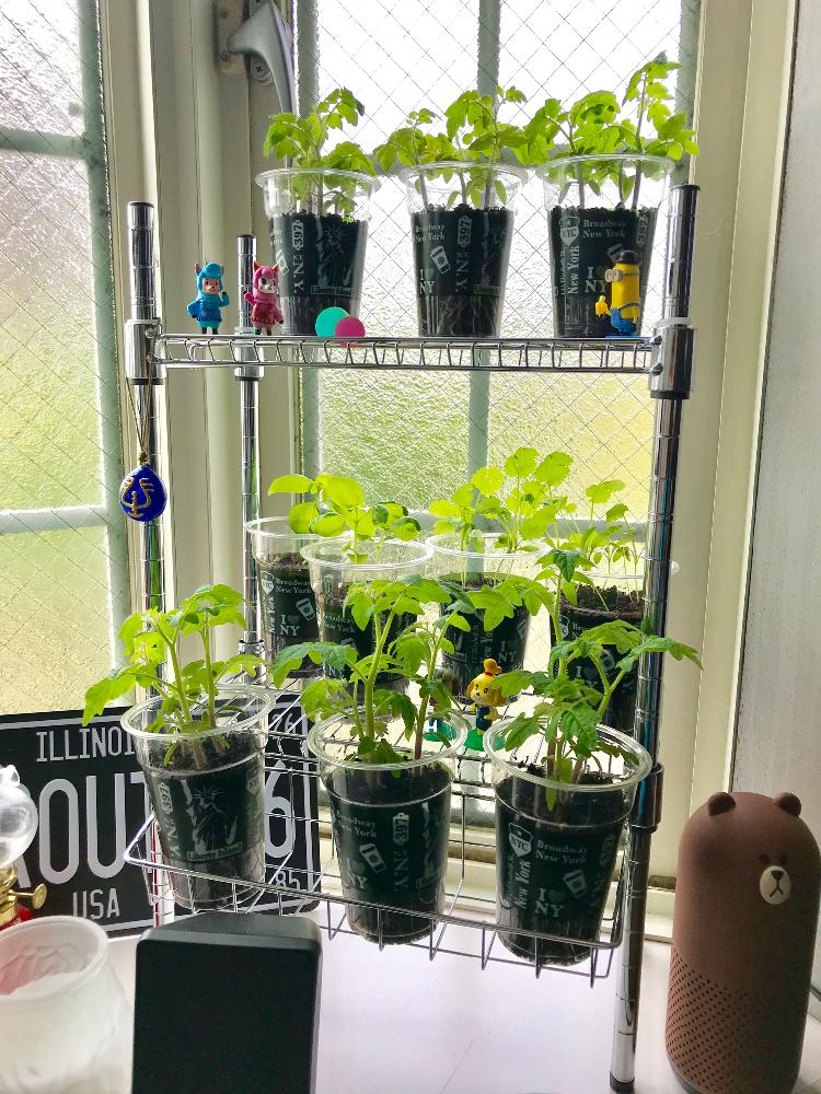 ミニトマトの投稿画像 By あんころもちさん パクチーとバジルとミニトマト 種からと家庭菜園と緑のある暮らしとバジル栽培とパクチー栽培と家庭菜園奮闘日記 18月5月31日 Greensnap グリーンスナップ