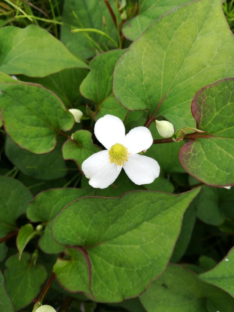 ドクダミ 学名 Houttuynia Cordata ドクダミ科ドクダミ属の多年草 別名 毒溜め 魚腥草 地獄蕎麦の投稿画像 By 足に結ん草鞋のおさん 18月5月31日 Greensnap グリーンスナップ Greensnap グリーンスナップ