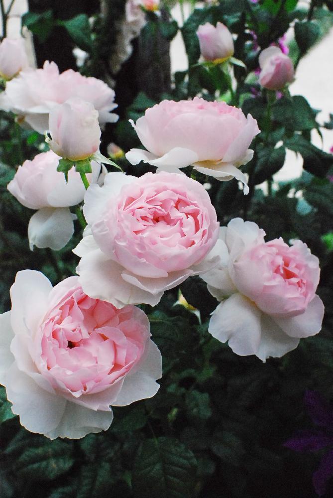 シャリファアスマの投稿画像 By ありんこさん コロコロと房咲きとピンク ピンクと今日のお花と自慢のバラ コンテスト18とイングリッシュ ローズと花のある暮らしと咲いた とバラ ミニバラ 18月5月31日 Greensnap グリーンスナップ