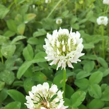 緑と白の投稿画像一覧 Greensnap グリーンスナップ