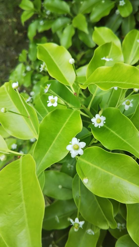 ソヨゴの投稿画像 By たなさん 5月開花と緑と白と小さな花と緑の葉 18月5月31日 Greensnap グリーンスナップ
