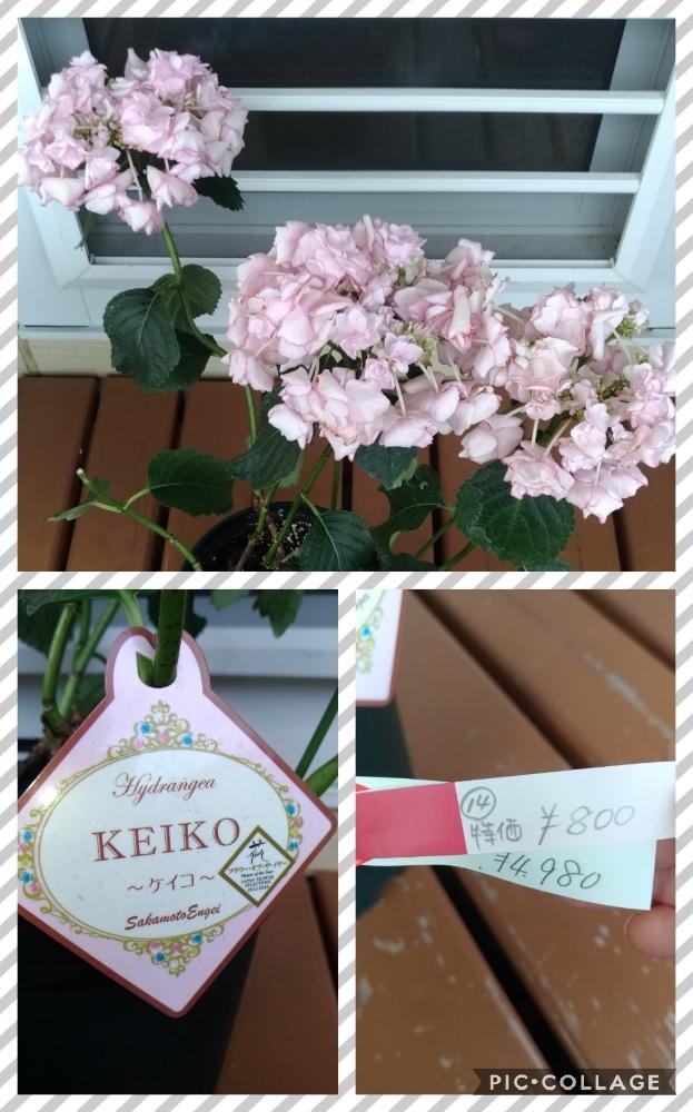 アジサイ Keikoの投稿画像 By Kecoさん ピンク ピンク ピンク とピンクの花と紫陽花 アジサイ あじさいとアジサイ 紫陽花と鉢植えと花のある暮らし 18月5月31日 Greensnap グリーンスナップ