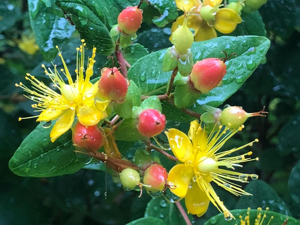 ヒペリカムの投稿画像 By 和さん 雨上がりとヒペリカムの実と雨に輝くと実家の庭と黄色の花と花のある暮らしとかわいいとヒペリカム とヒペリカム 花 18月5月31日 Greensnap グリーンスナップ