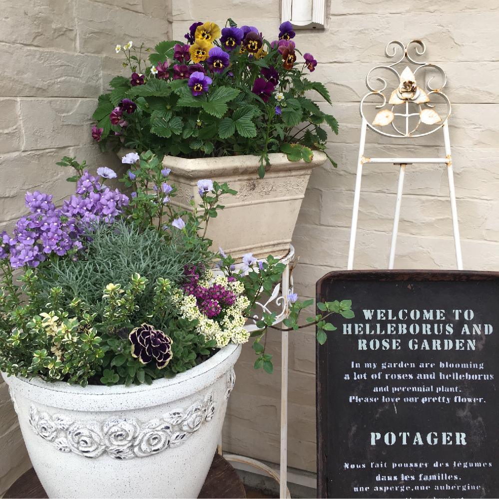 ペチュニア 花衣 黒真珠の投稿画像 By えむさん ワイルドストロベリーとノラナと 花衣 黒真珠 コンテストと今日の一枚と0万枚記念 テーマ別記念フォトコンテストとガーデニングと花のある暮らし 18月5月31日 Greensnap グリーンスナップ