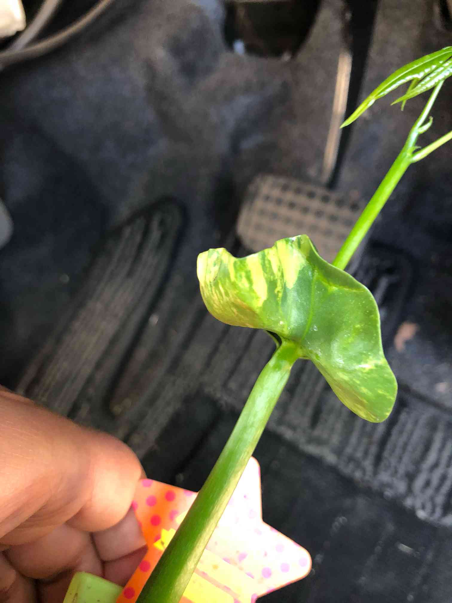 ダイソー産の実生斑入りパキラ|🍀GreenSnap(グリーンスナップ) ダイソー産の実生斑入りパキラ|🍀GreenSnap(グリーンスナップ)