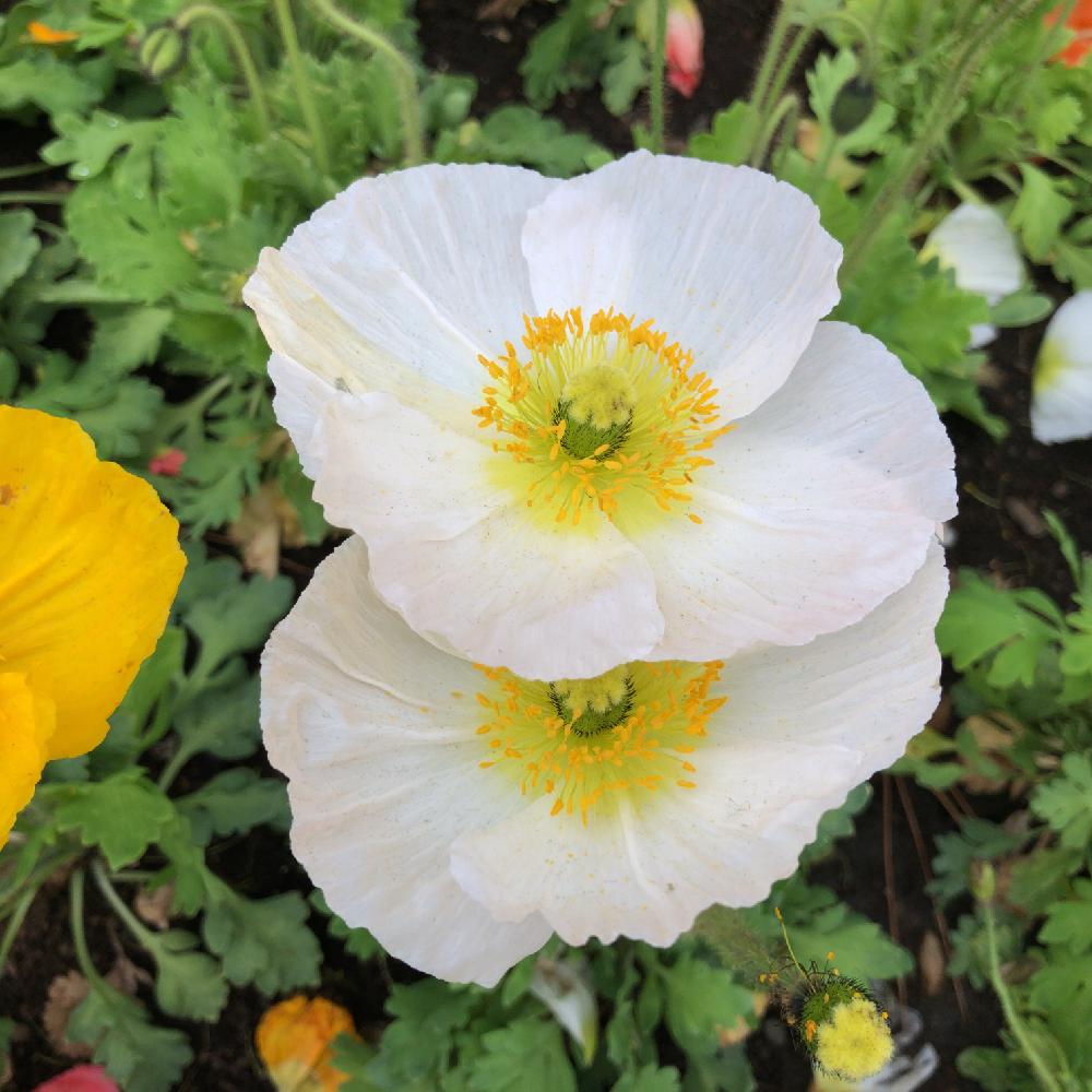 ポピーの投稿画像 By わき れーじさん お出かけ先と白い花と白い花 18月5月31日 Greensnap グリーンスナップ Greensnap グリーンスナップ