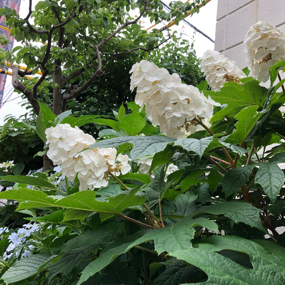 カシワバアジサイ スノークイーンの投稿画像 By けいちゃんさん 18月5月31日 Greensnap グリーンスナップ カシワバアジサイ スノークイーンの投稿画像 By けいちゃんさん 18月5月31日 Greensnap グリーンスナップ