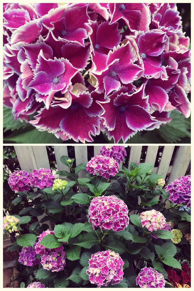 紫陽花 フラウヨシミの投稿画像 By Dodoさん 雨に輝くとgs映えとシェイドガーデンと植中毒とガーデニングエンザと花のある暮らしと小さな庭 とマンションの庭と紫陽花 アジサイ あじさいとあじさい ピンクとアジサイ フラウヨシミと小さな庭と雨に輝くとgs映えと