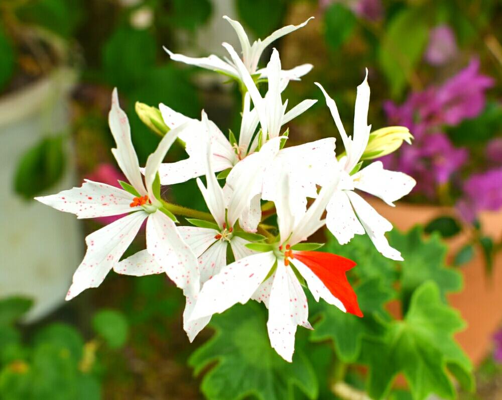 星咲きゼラニウムの投稿画像 By はるるさん 水元公園と赤い花と白い花 18月5月31日 Greensnap グリーンスナップ