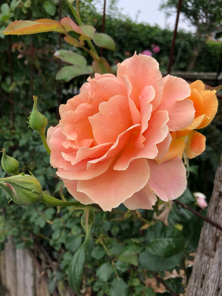 バラ サンセットグロウの投稿画像 By カフェ子さん 香りの良い薔薇とネコ好きとマイガーデンとつるバラと新米ロザリアンとガーデニングと花のある暮らしと バラを楽しむと咲いた 18月5月31日 Greensnap グリーンスナップ