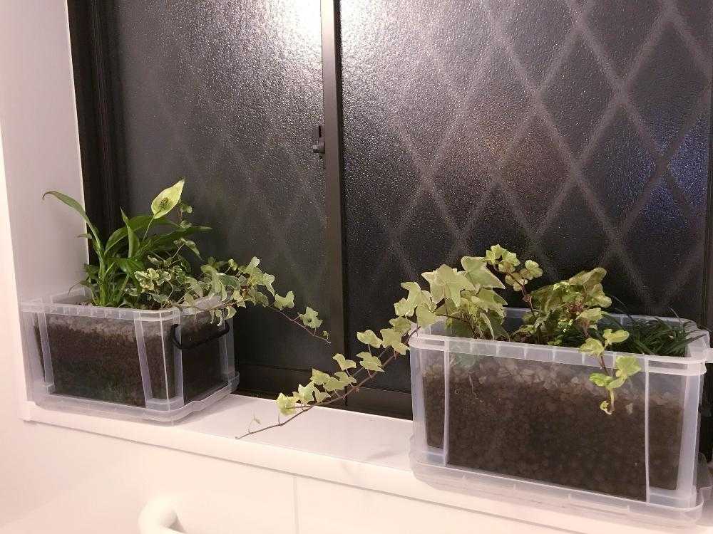 アイビー ヘデラ の投稿画像 By S0ulful 3lectro Funkさん スパティフィラムとりゅうのひげと我が家の植物達と半日陰と寄植えとバス トイレとハイドロカルチャーと室内管理と我が家の植物達と半日陰と寄植えとハイドロカルチャーと室内管理 18月5月31日