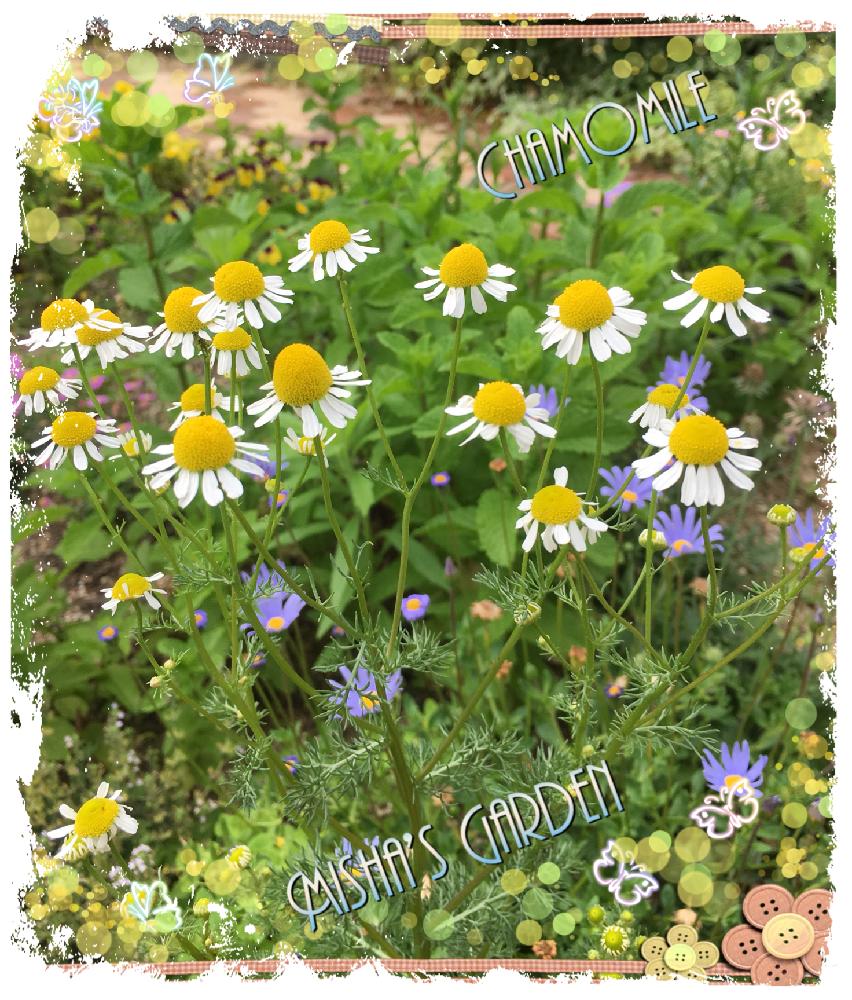 カモミールの投稿画像 By ミーシャさん ブルーデイジーと庭の花と植中毒とお庭でお茶とハーブが好きと雨上がりの庭 18月5月31日 Greensnap グリーンスナップ