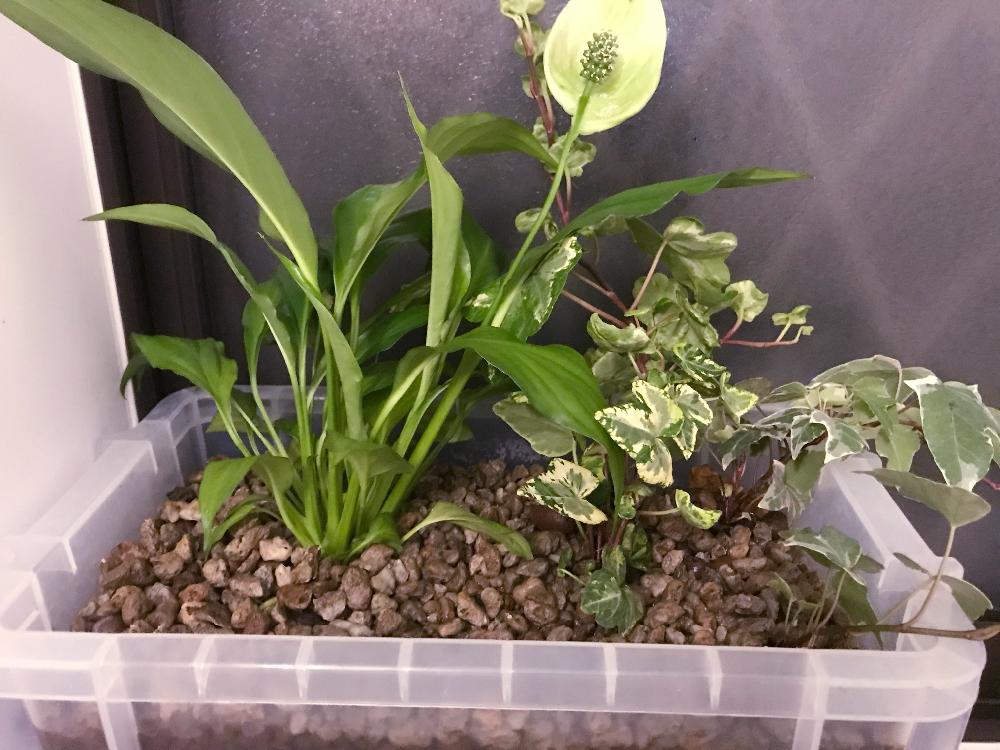 スパティフィラムの投稿画像 By S0ulful 3lectro Funkさん アイビー ヘデラ と半日陰と我が家の植物達と寄植えと室内管理とハイドロカルチャー 18月5月31日 Greensnap グリーンスナップ
