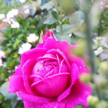 バラ "オールドポート"の画像 by puttinさん | 小さな庭とオステオスペルマムとバラ "オールドポート"とばら バラ 薔薇と手作りの庭とマイガーデンと我が家の花壇と自慢のバラコンテスト2018とガーデニングと花のある暮らしとバラの地植えとローズガーデンとロザリアン