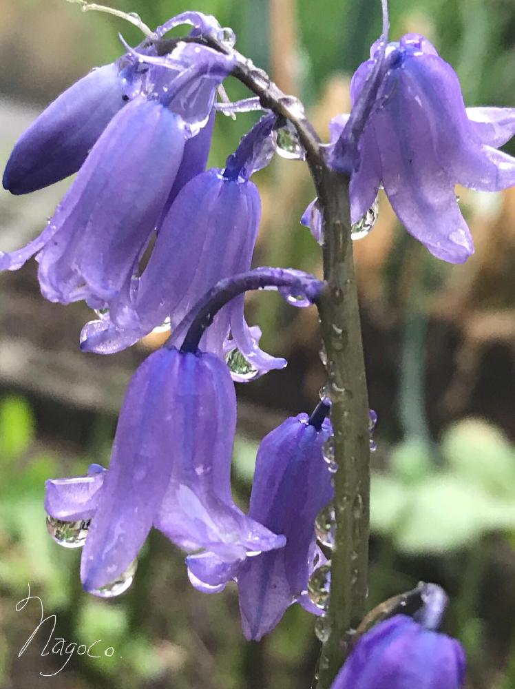釣り鐘水仙の投稿画像 By なごこさん 花のある暮らしとムラサキの花と紫が映える季節 18月6月1日 Greensnap グリーンスナップ