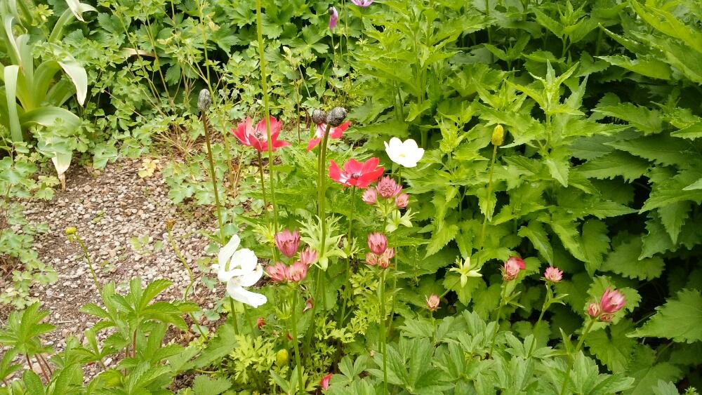 アネモネの投稿画像 By Moonさん アストランティアと初夏の風とやくらいガーデンと白い花と赤い花 18月6月1日 Greensnap グリーンスナップ
