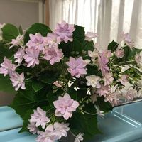 アジサイ 隅田の花火,墨田の花火,花のある暮らし,植、猫中毒,バス/トイレの画像