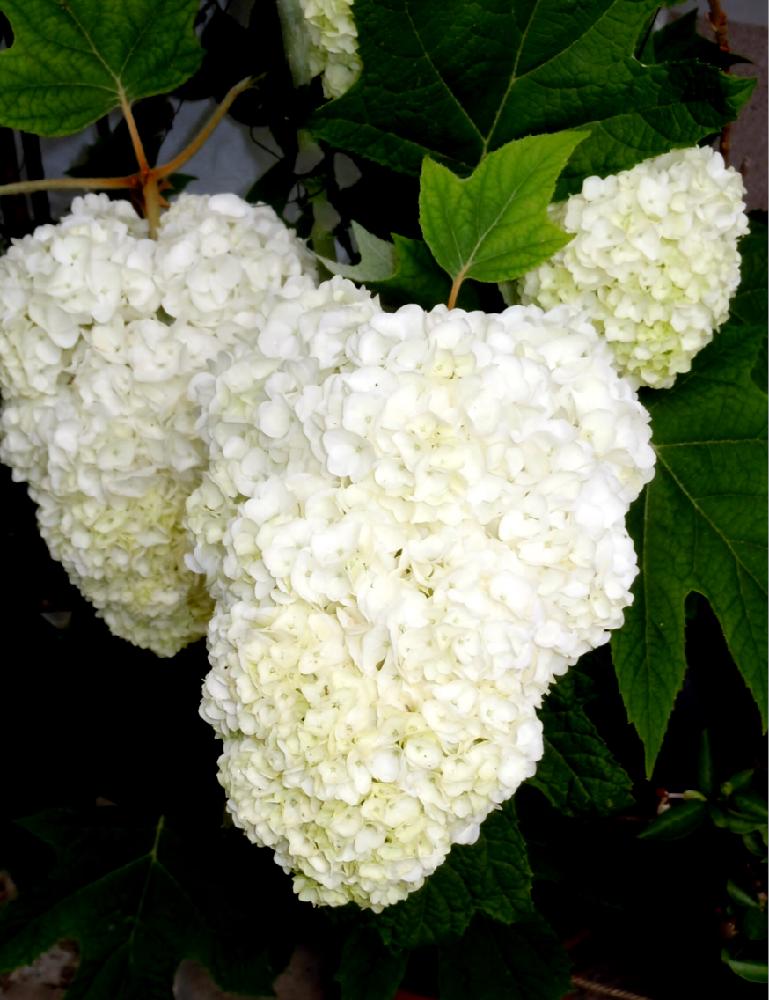 白い花の投稿画像 By 花さん 鉢植えとアジサイ科 18月6月1日 Greensnap グリーンスナップ