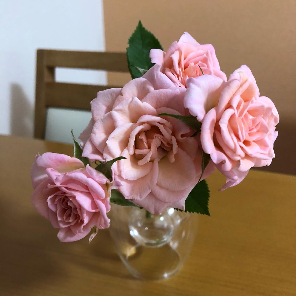 バラ 切り花の投稿画像 By Reigblueさん バラの地植えと庭植えと切り花と地植え とミニバラと部屋とダイニングテーブルとテーブルとテーブルフラワーとテーブルコーディネートとバラ 切り花とバラの地植えと庭植えと切り花と地植えとダイニングテーブルとテーブルと