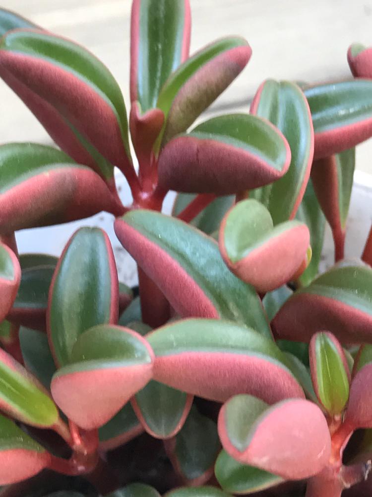 ペペロミアの投稿画像 By 月下美人さん 自己満足 と珍しい葉っぱと花と植中毒と花のある暮らしとかわいい とおもしろい形 18月6月1日 Greensnap グリーンスナップ