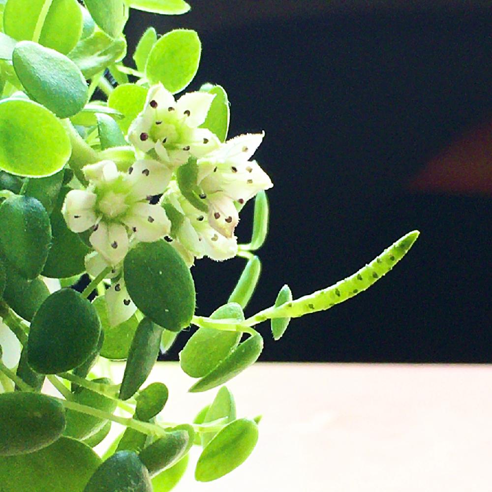 ペペロミア ジェミニの投稿画像 By ちゅるりん さん 花のある暮らしと植中毒とみどりのある暮らし 18月6月1日 Greensnap グリーンスナップ