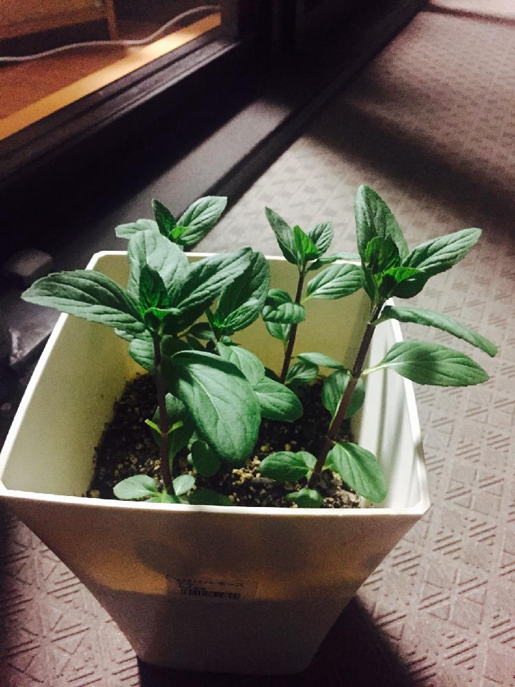 ニホンハッカ Greensnap グリーンスナップ