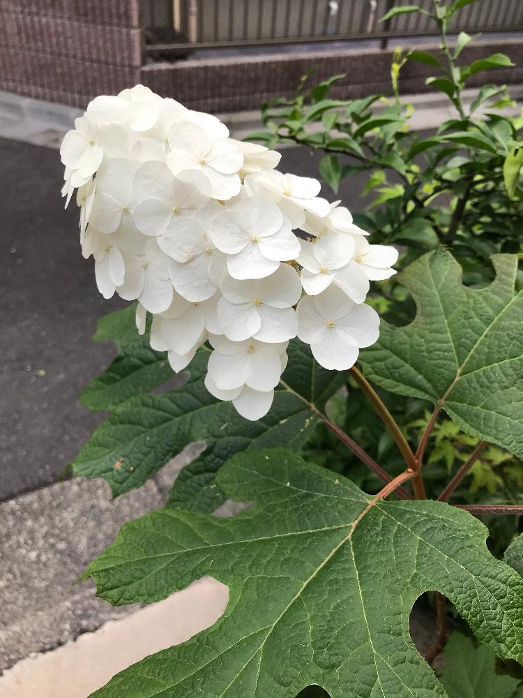 カシワバアジサイ スノークイーンの投稿画像 By クリローさん 18月6月1日 Greensnap グリーンスナップ カシワバアジサイ スノークイーンの投稿画像 By クリローさん 18月6月1日 Greensnap グリーンスナップ