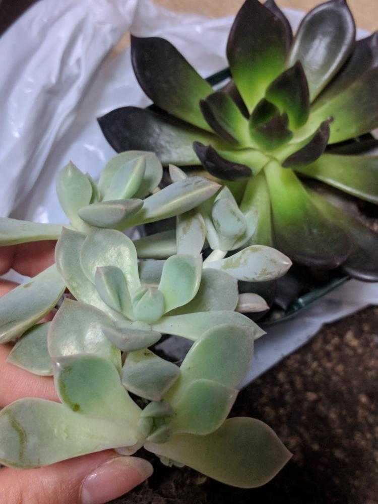 ブラックプリンス君の生長(親株＆葉挿しっ子)｜🍀GreenSnap（グリーン