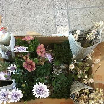 奈良県teftefから取り寄せた花の投稿画像一覧 Greensnap グリーンスナップ