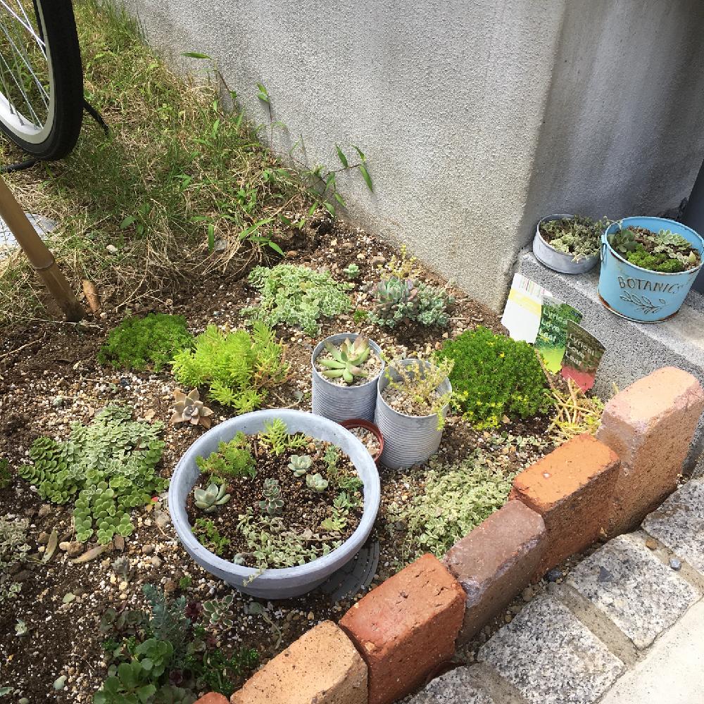 南向きの庭の投稿画像 By あいぼんさん 地植え多肉とセダム最強説とほぼ放置 18月6月1日 Greensnap グリーンスナップ