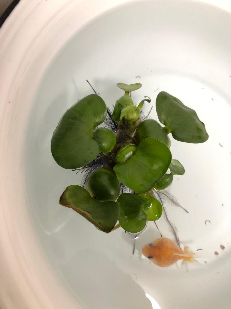 ホテイアオイの投稿画像 By ほーさん 相談と水草と水草 ホテイアオイと金魚 18月6月1日 Greensnap グリーンスナップ