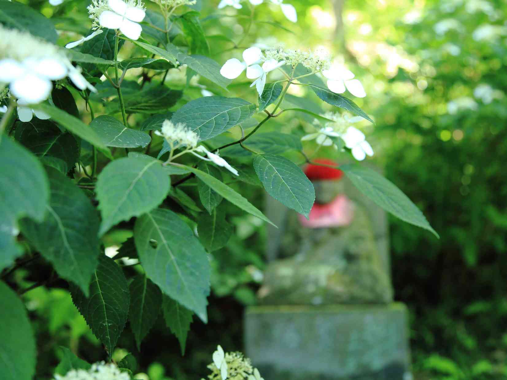 高幡不動尊の山あじさい（東京都日野市）｜🍀GreenSnap（グリーンスナップ）