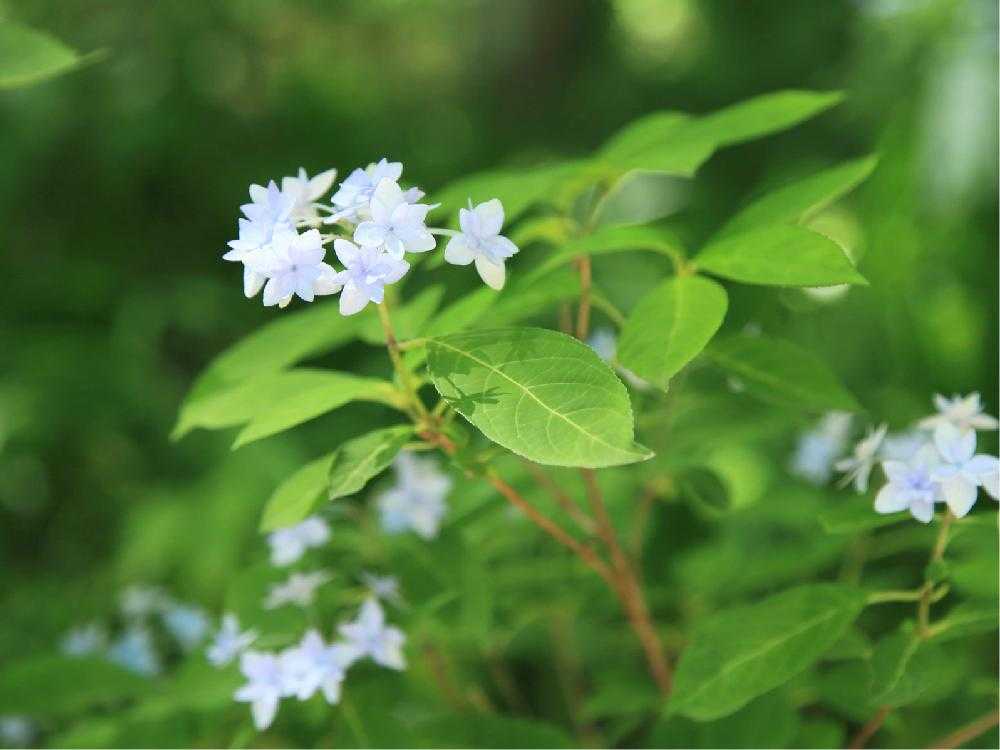 高幡不動尊の山あじさい 東京都日野市 Greensnap グリーンスナップ