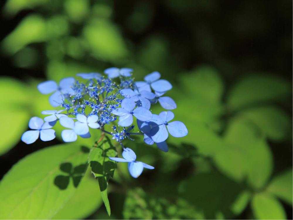 高幡不動尊の山あじさい（東京都日野市）｜🍀GreenSnap（グリーンスナップ）