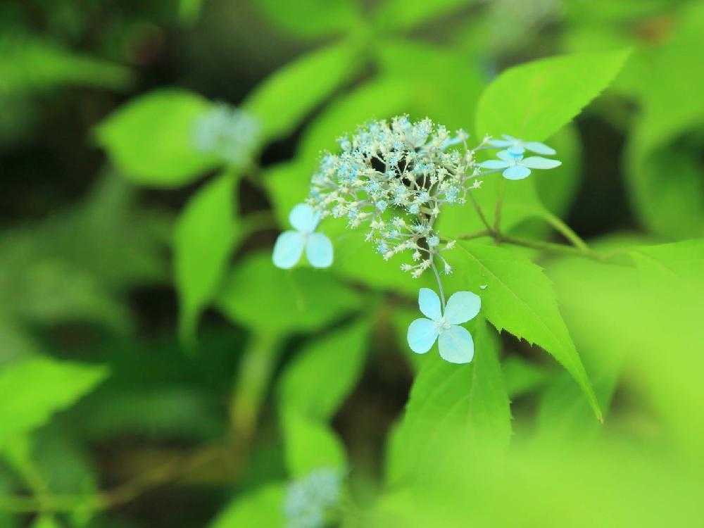 高幡不動尊の山あじさい（東京都日野市）｜🍀GreenSnap（グリーンスナップ）