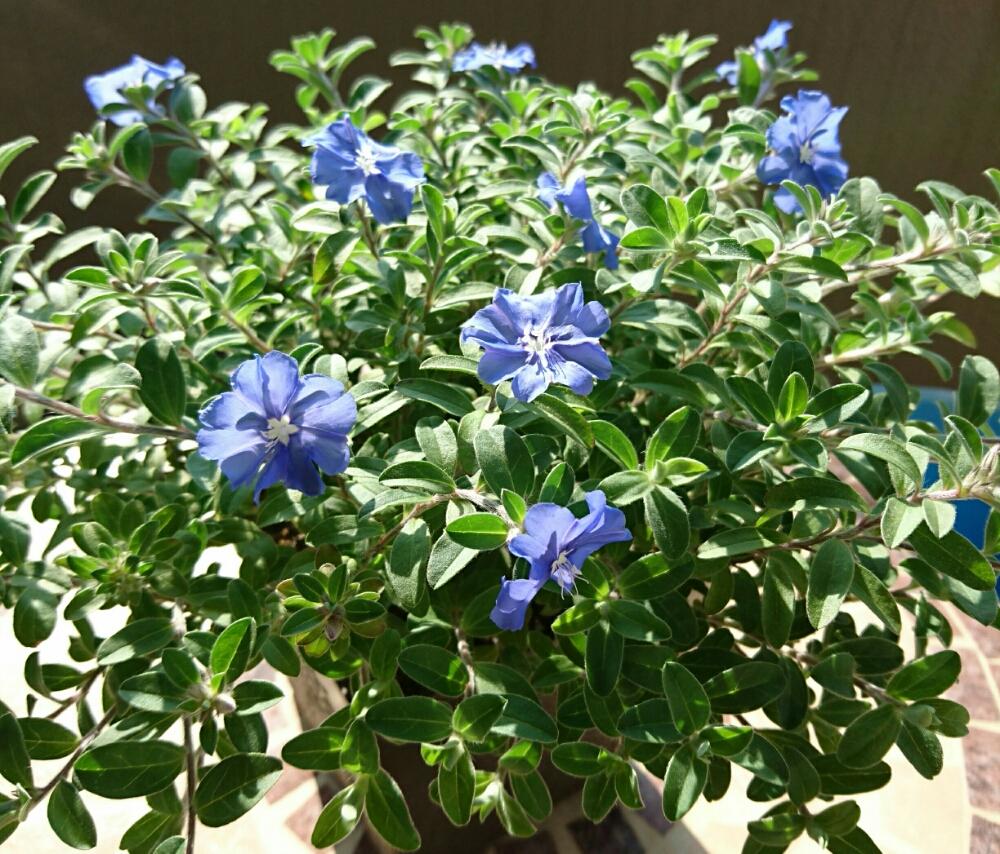 アメリカンブルーの投稿画像 By Viola036さん ありがとう と元気 と３年目と今日の一枚と咲いた と花のある暮らし 18月6月2日 Greensnap グリーンスナップ